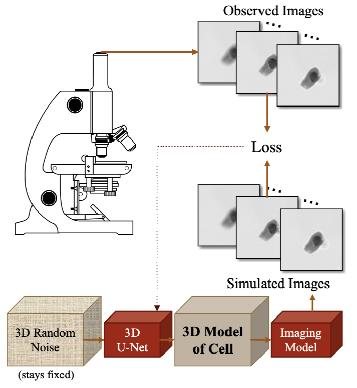 Deep volume reconstruction pipeline from multi-focus microscope images